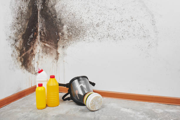 Best Office Mold Removal Services  in Rosamond, CA