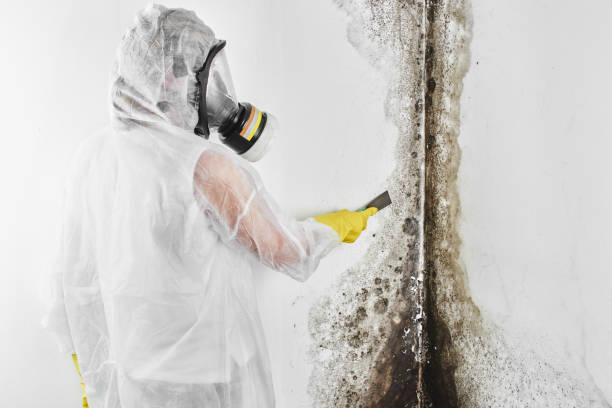 Best Emergency Mold Removal  in Rosamond, CA