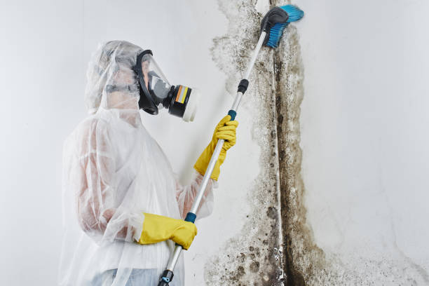 Best Mold Cleaning Services  in Rosamond, CA