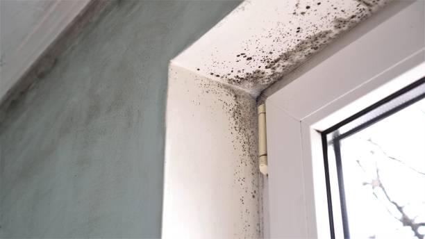 Best Mold Removal Near Me  in Rosamond, CA