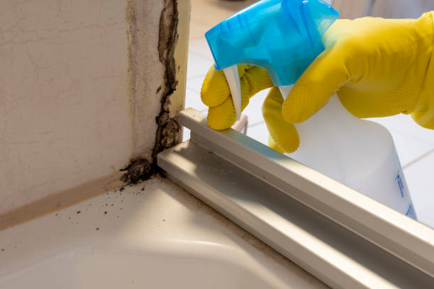 Best Fast Mold Removal  in Rosamond, CA