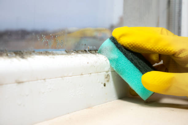 Best Mold Testing  in Rosamond, CA