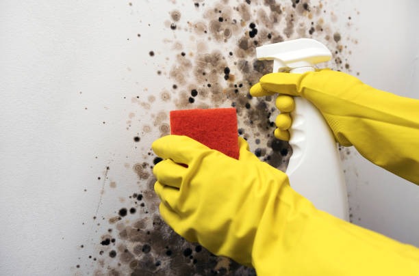 Best Home Mold Removal  in Rosamond, CA