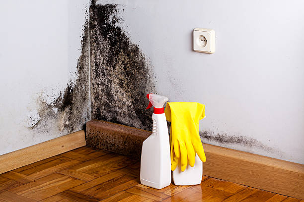 Home Mold Removal in Rosamond, CA