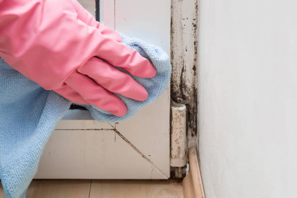 Mold Testing and Removal in Rosamond, CA