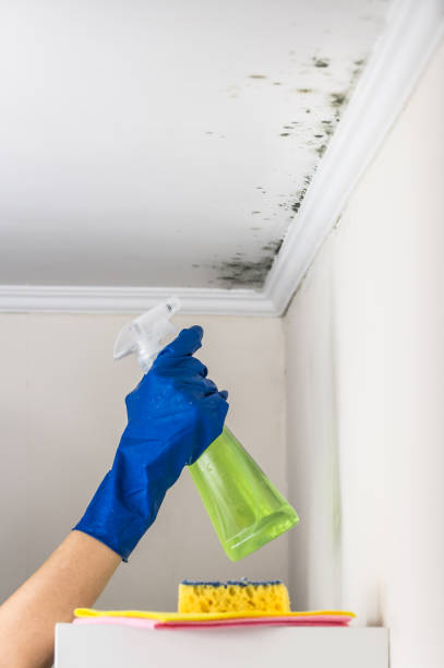 Best Same-Day Mold Removal  in Rosamond, CA