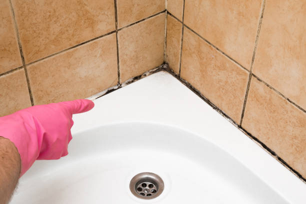 Best Same-Day Mold Removal  in Rosamond, CA