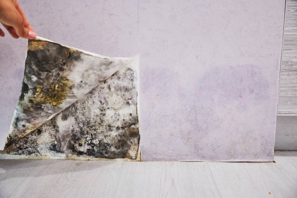 Best Local Mold Removal Service  in Rosamond, CA